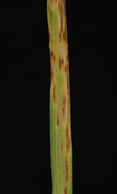 Spot blotch in a susceptible barley plant