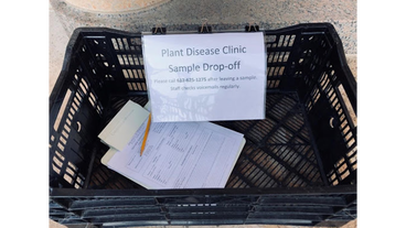 Plant disease clinic drop-off basket