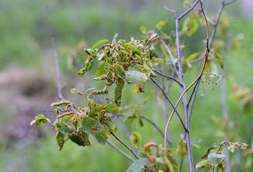 rust infection on glossy buckthorn