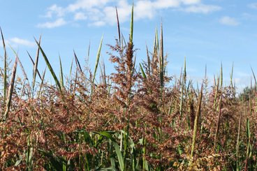wild rice shown close while growing
