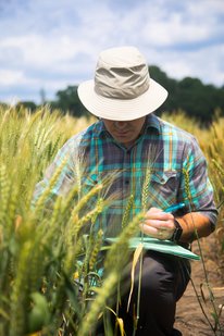 Pablo Olivera takes notes while observing wheat in a field. His wide brim khaki hat covers half his face.
