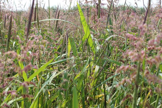 Cultivated wild rice crop infected exhibiting fungal brown spot symptoms at the end of July. 