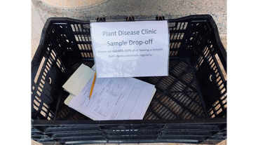 Plant disease clinic drop-off basket