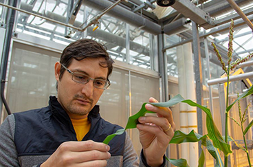 Robert Alvarez-Quinto examines a corn leaf