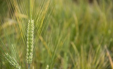 barley field with close-up on barley head