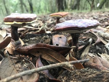 Ganoderma mushrooms found by Andrew Mann