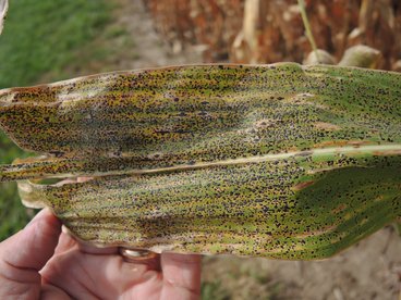 image of corn leaf with tar spot symptoms visible.