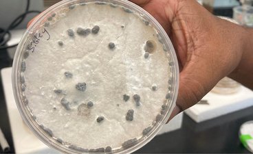 culture of soybean white mold held by Ashish Ranjan