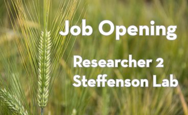 image of barley with overlying text Job Opening Researcher 2 Steffenson Lab