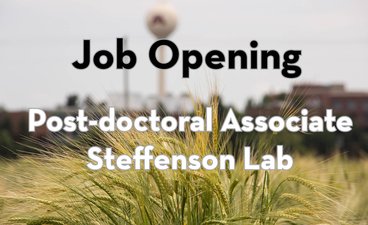 image of barley with overlying text Job Opening Post-doctoral associate Steffenson Lab