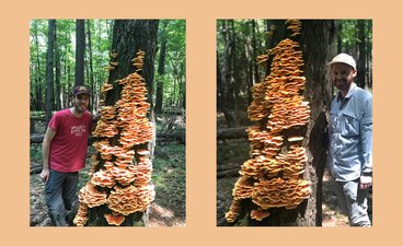 Juxtaposed images of Nick Rajtar and Andrew Mann with a Chicken of the Woods